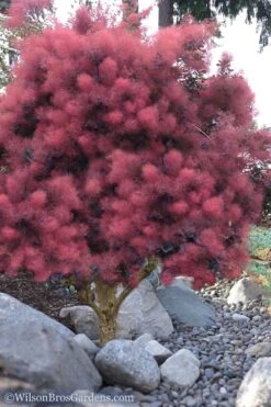 Royal Purple Smoke Tree (Smokebush) - Cotinus Coggygria - 3 Gallon Pot 14 Royal Purple Smoke Tree (Smokebush) - Cotinus Coggygria - 3 Gallon Pot -Best Bush Shop Smoke Tree Royal Purple 12