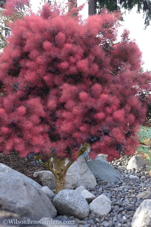 Royal Purple Smoke Tree (Smokebush) - Cotinus Coggygria - 3 Gallon Pot 5 Royal Purple Smoke Tree (Smokebush) - Cotinus Coggygria - 3 Gallon Pot - Image 5