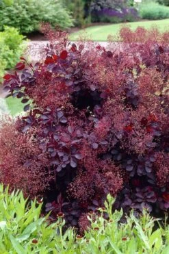 Royal Purple Smoke Tree (Smokebush) - Cotinus Coggygria - 3 Gallon Pot 16 Royal Purple Smoke Tree (Smokebush) - Cotinus Coggygria - 3 Gallon Pot -Best Bush Shop Smoke Tree Royal Purple 23