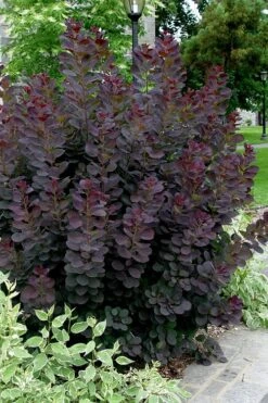 Royal Purple Smoke Tree (Smokebush) - Cotinus Coggygria - 3 Gallon Pot 13 Royal Purple Smoke Tree (Smokebush) - Cotinus Coggygria - 3 Gallon Pot -Best Bush Shop Smoke Tree Royal Purple 25