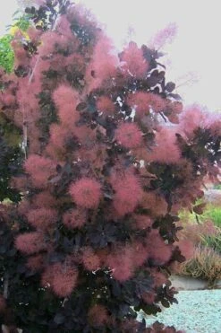 Royal Purple Smoke Tree (Smokebush) - Cotinus Coggygria - 3 Gallon Pot 17 Royal Purple Smoke Tree (Smokebush) - Cotinus Coggygria - 3 Gallon Pot -Best Bush Shop Smoke Tree Royal Purple 28