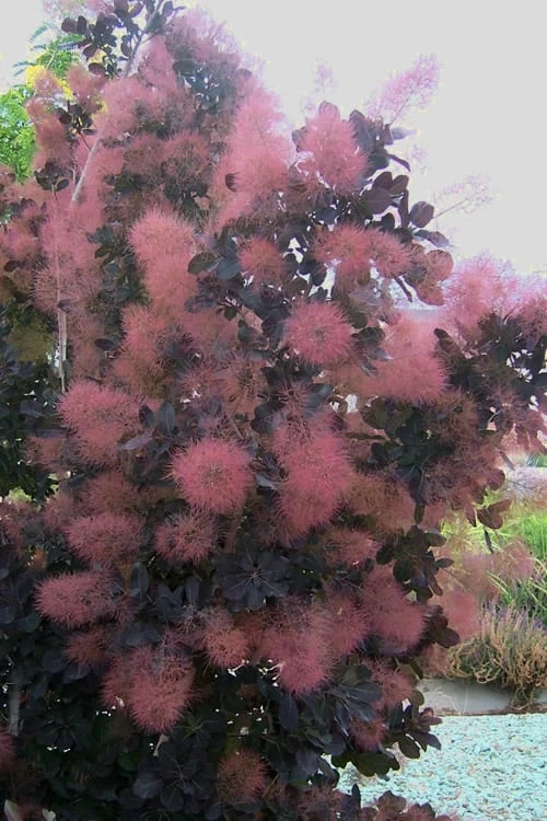 Royal Purple Smoke Tree (Smokebush) - Cotinus Coggygria - 3 Gallon Pot 8 Royal Purple Smoke Tree (Smokebush) - Cotinus Coggygria - 3 Gallon Pot - Image 8