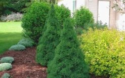 Dwarf Alberta Spruce - 5 Gallon Pot -Best Bush Shop Spruce Dwarf Alberta 2