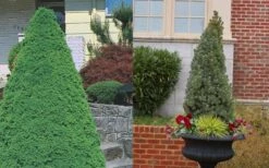 Dwarf Alberta Spruce - 5 Gallon Pot -Best Bush Shop Spruce Dwarf Alberta 3