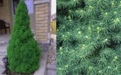 Dwarf Alberta Spruce - 2 Gallon Pot 10 Dwarf Alberta Spruce - 2 Gallon Pot -Best Bush Shop Spruce Dwarf Alberta 4 1