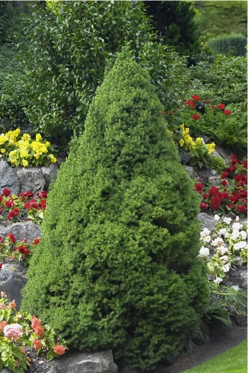 Dwarf Alberta Spruce - 2 Gallon Pot 1 Dwarf Alberta Spruce - 2 Gallon Pot