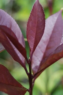 Apricot Echo Tea Olive - Osmanthus Fragrans Aurantiacus - 1 Gallon Pot -Best Bush Shop Tea Olive Apricot Echo 4