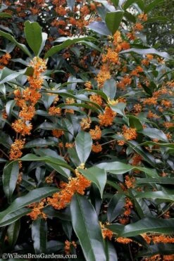 Fragrant Orange Tea Olive - Osmanthus Fragrans Aurantiacus - 1 Gallon Pot -Best Bush Shop Tea Olive Orange 102
