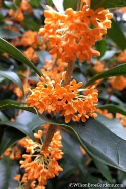 Fragrant Orange Tea Olive - Osmanthus Fragrans Aurantiacus - 1 Gallon Pot -Best Bush Shop Tea Olive Orange 104