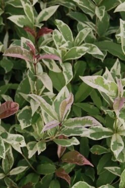 Pink Flush Variegated Tea Olive (Osmanthus Fragrans 'Yinbi Shuanghui') - 1 Gallon Pot 10 Pink Flush Variegated Tea Olive (Osmanthus Fragrans 'Yinbi Shuanghui') - 1 Gallon Pot -Best Bush Shop Tea Olive Yinbi Shuanghui Variegated 2 5