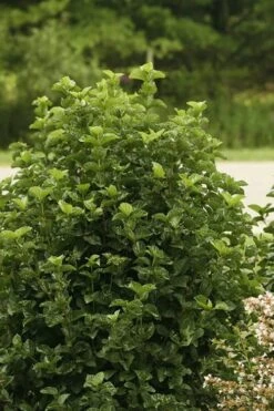 All That Glows Arrowwood Viburnum - 2 Gallon Pot -Best Bush Shop Viburnum All That Glows 1
