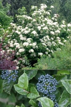 All That Glows Arrowwood Viburnum - 2 Gallon Pot -Best Bush Shop Viburnum All That Glows 4