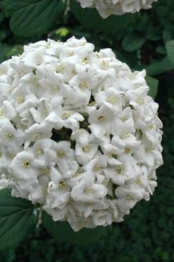 Fragrant Snowball Viburnum Carlecephalum - 3 Gallon Pot -Best Bush Shop Viburnum Carlcephalum 12