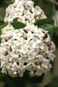 Fragrant Snowball Viburnum Carlecephalum - 3 Gallon Pot -Best Bush Shop Viburnum Carlcephalum 15