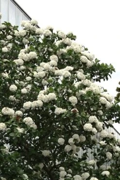 Fragrant Snowball Viburnum Carlecephalum - 3 Gallon Pot -Best Bush Shop Viburnum Carlcephalum 16