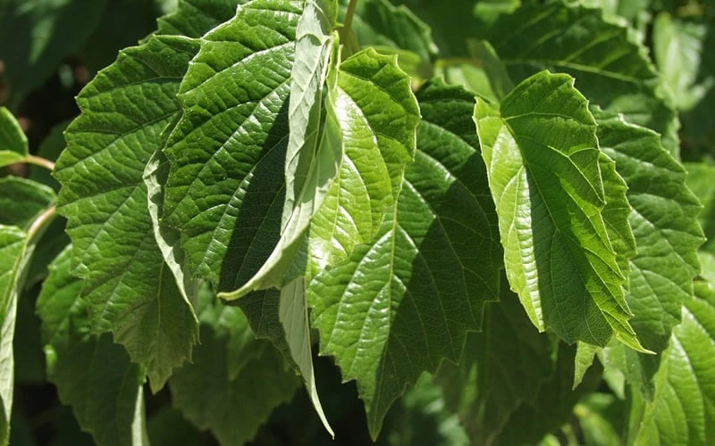 Chicago Luster Arrowwood Viburnum - 1 Gallon Pot 6 Chicago Luster Arrowwood Viburnum - 1 Gallon Pot - Image 6