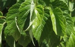 Chicago Luster Arrowwood Viburnum - 3 Gallon Pot 12 Chicago Luster Arrowwood Viburnum - 3 Gallon Pot -Best Bush Shop Viburnum Chicago Luster 1