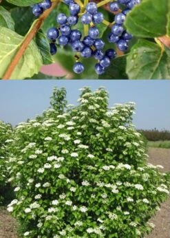 Chicago Luster Arrowwood Viburnum - 3 Gallon Pot 11 Chicago Luster Arrowwood Viburnum - 3 Gallon Pot -Best Bush Shop Viburnum Chicago Luster 3