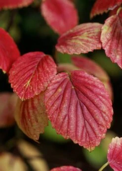 Chicago Luster Arrowwood Viburnum - 1 Gallon Pot 13 Chicago Luster Arrowwood Viburnum - 1 Gallon Pot -Best Bush Shop Viburnum Chicago Luster 4 1