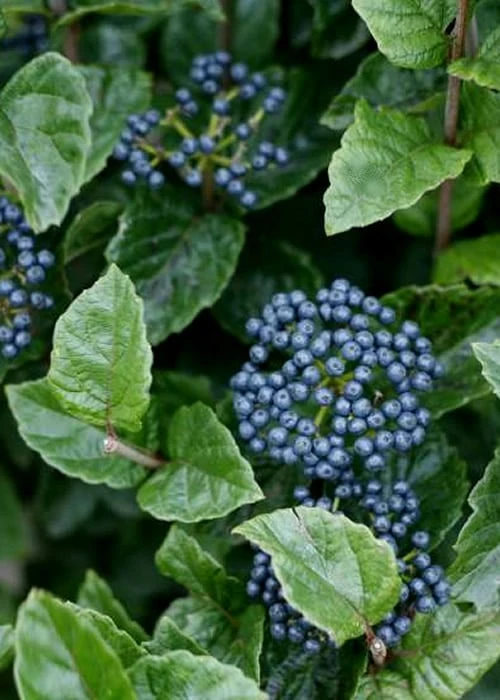 Chicago Luster Arrowwood Viburnum - 3 Gallon Pot 1 Chicago Luster Arrowwood Viburnum - 3 Gallon Pot