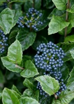 All That Glows Arrowwood Viburnum - 2 Gallon Pot -Best Bush Shop Viburnum Chicago Luster 5