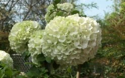 Chinese Snowball Viburnum Bush - 7 Gallon Pot (3-4') -Best Bush Shop Viburnum Chinese Snowball Bloom Green 2