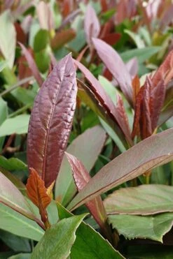 Coppertop Sweet Viburnum - 2 Gallon Pot -Best Bush Shop Viburnum Coppertop 3 1