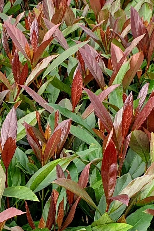 Coppertop Sweet Viburnum - 3 Gallon Pot 1 Coppertop Sweet Viburnum - 3 Gallon Pot