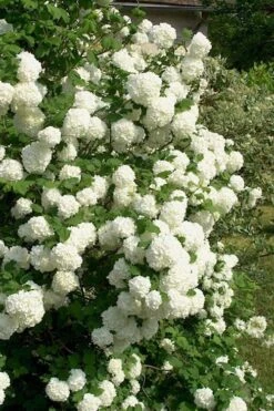 European Snowball Viburnum Bush - 3 Gallon Pot 8 European Snowball Viburnum Bush - 3 Gallon Pot -Best Bush Shop Viburnum European Snowball 1