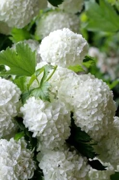 European Snowball Viburnum Bush - 3 Gallon Pot 9 European Snowball Viburnum Bush - 3 Gallon Pot -Best Bush Shop Viburnum European Snowball 5
