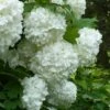 European Snowball Viburnum Bush - 3 Gallon Pot