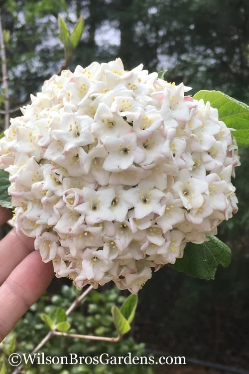 Fragrant Snowball Viburnum Carlesii 'Korean Spice' - 2 Gallon Pot 1 Fragrant Snowball Viburnum Carlesii 'Korean Spice' - 2 Gallon Pot