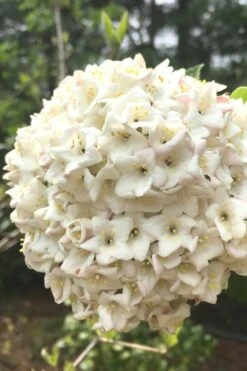Fragrant Snowball Viburnum Carlesii 'Korean Spice' - 2 Gallon Pot 7 Fragrant Snowball Viburnum Carlesii 'Korean Spice' - 2 Gallon Pot -Best Bush Shop Viburnum Korean Spice 2
