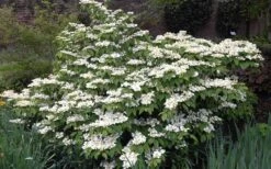 Mariesii Doublefile Viburnum - 2.5 Gallon Pot 9 Mariesii Doublefile Viburnum - 2.5 Gallon Pot -Best Bush Shop Viburnum Mariesii 1