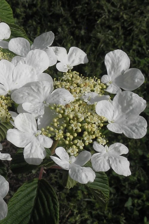 Mariesii Doublefile Viburnum - 2.5 Gallon Pot 6 Mariesii Doublefile Viburnum - 2.5 Gallon Pot - Image 6