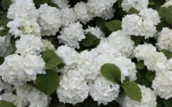 Popcorn Snowball Viburnum Bush - 1 Gallon Pot 9 Popcorn Snowball Viburnum Bush - 1 Gallon Pot -Best Bush Shop Viburnum Popcorn 1