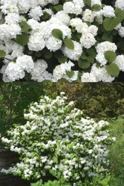 Popcorn Snowball Viburnum Bush - 3 Gallon Pot 8 Popcorn Snowball Viburnum Bush - 3 Gallon Pot -Best Bush Shop Viburnum Popcorn 2 500x750 2