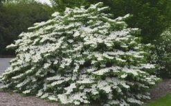 Shasta Doublefile Viburnum - 1 Gallon Pot 10 Shasta Doublefile Viburnum - 1 Gallon Pot -Best Bush Shop Viburnum Shasta 5 1