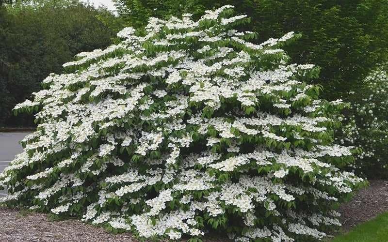 Shasta Doublefile Viburnum - 1 Gallon Pot 4 Shasta Doublefile Viburnum - 1 Gallon Pot - Image 4