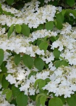 Shasta Doublefile Viburnum - 3 Gallon Pot 13 Shasta Doublefile Viburnum - 3 Gallon Pot -Best Bush Shop Viburnum Shasta 6