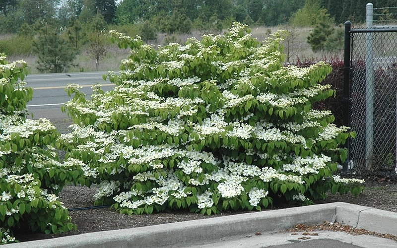 Shasta Doublefile Viburnum - 3 Gallon Pot 5 Shasta Doublefile Viburnum - 3 Gallon Pot - Image 5