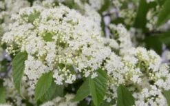 Snow Joey Viburnum - 3 Gallon Pot -Best Bush Shop Viburnum Snow Joey 2
