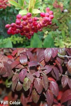 Snow Joey Viburnum - 3 Gallon Pot -Best Bush Shop Viburnum Snow Joey 5