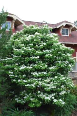 Summer Snowflake Viburnum - 1 Gallon Pot -Best Bush Shop Viburnum Summer Snowflake 20 1