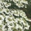 Summer Snowflake Viburnum - 6 Pack Of 1 Gallon Pots