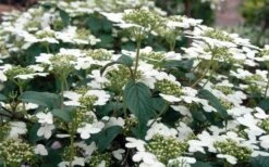 Summer Snowflake Viburnum - 6 Pack Of 1 Gallon Pots -Best Bush Shop Viburnum Summer Snowflake 3