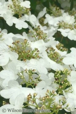 Summer Snowflake Viburnum - 6 Pack Of 1 Gallon Pots -Best Bush Shop Viburnum Summer Snowflake 31
