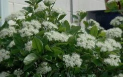 Winterthur Viburnum - 1 Gallon Pot 11 Winterthur Viburnum - 1 Gallon Pot -Best Bush Shop Viburnum Winterthur 11 1