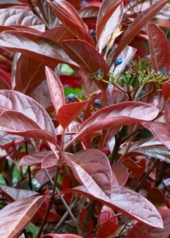 Winterthur Viburnum - 1 Gallon Pot 13 Winterthur Viburnum - 1 Gallon Pot -Best Bush Shop Viburnum Winterthur 4 1