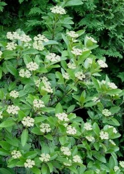 Winterthur Viburnum - 1 Gallon Pot 15 Winterthur Viburnum - 1 Gallon Pot -Best Bush Shop Viburnum Winterthur 7 1